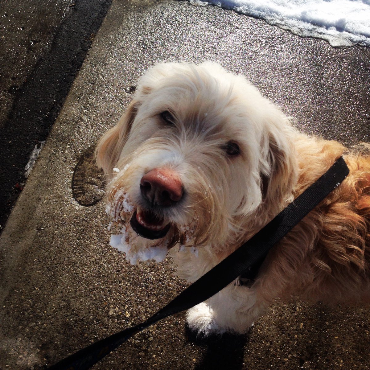tellurstories's tweet photo. @PurinaCanada #dentalifesmile #dls482 https://t.co/Y6WewefvuI