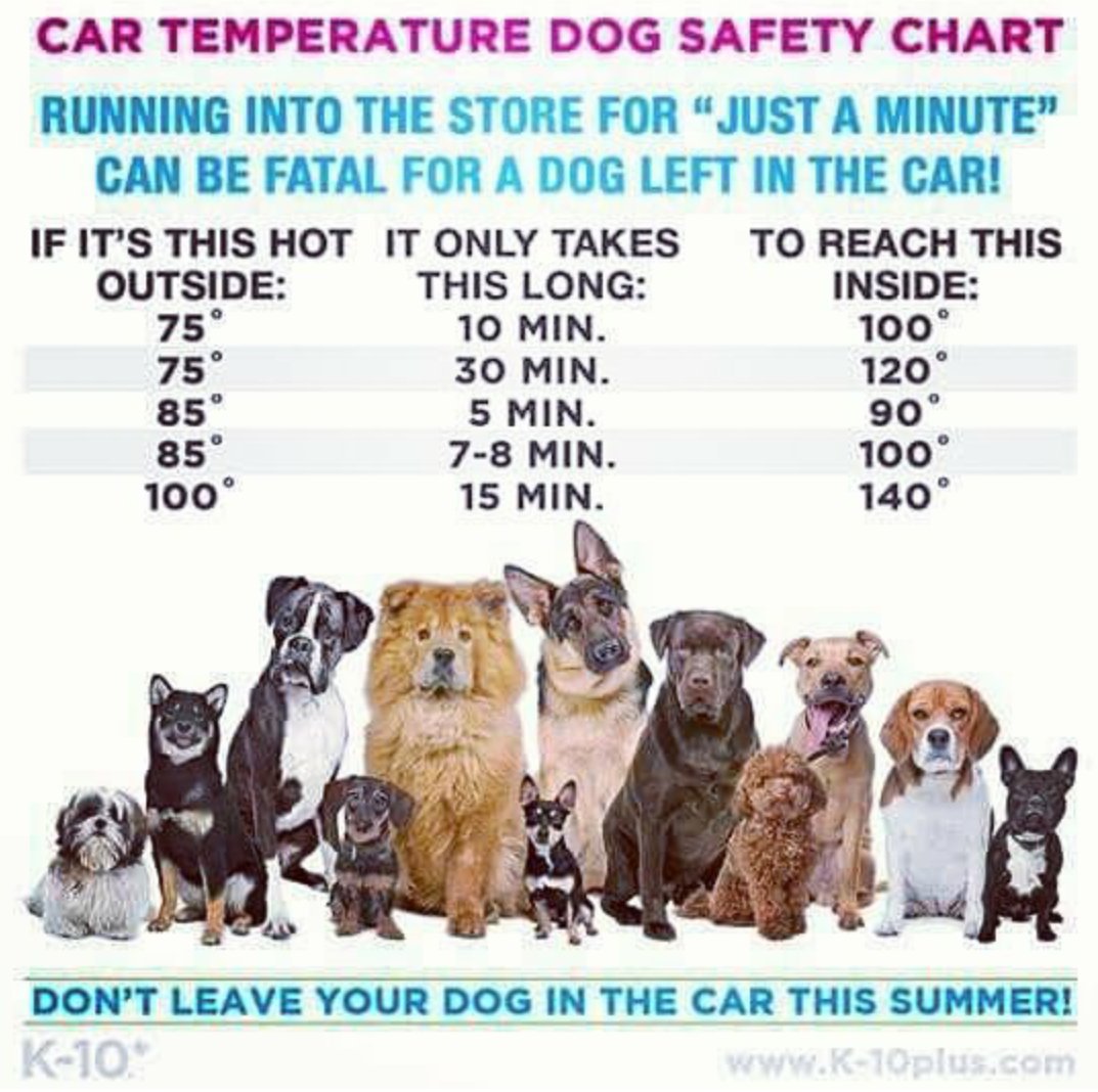 Dog Temperature Chart