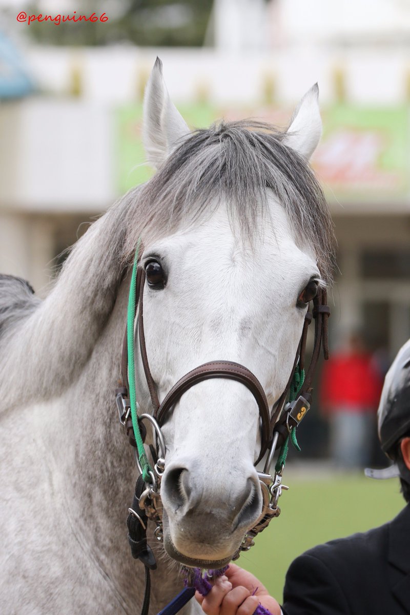 ぺんぎんさん タブレットピーシー あきれるほどかわいい馬略してakb選抜総選挙