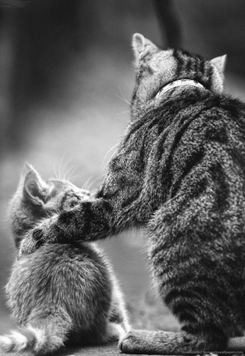 KittyCatWeb's tweet image. Even the toughest kittens need their Dad 
Happy Father's Day :-)