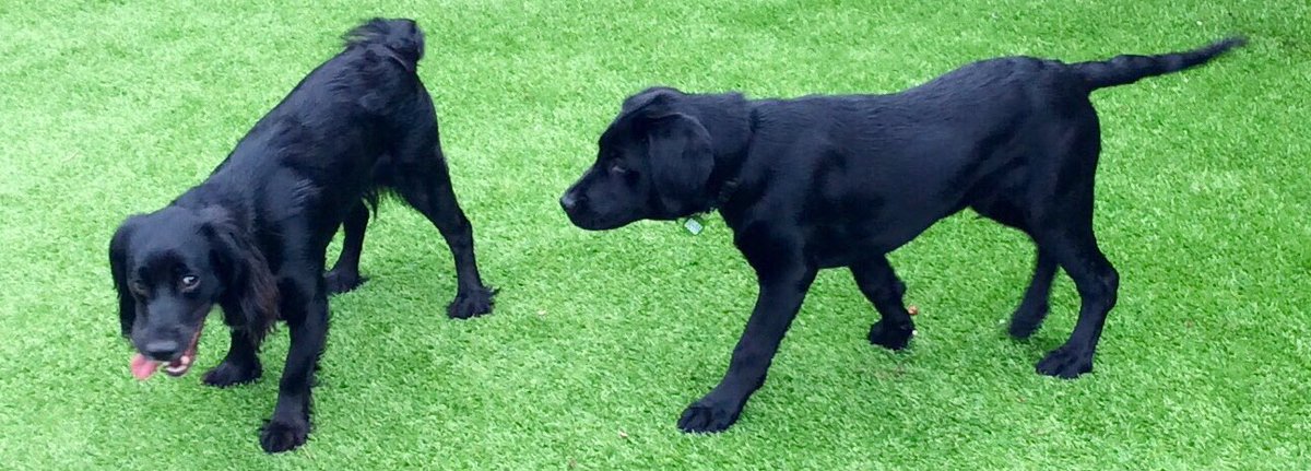 RaisedToAssist's tweet photo. My @DogsForGoodUK puppy friend Odin has come to stay for 2 nights 🐾 #DogsOfTwitter #Sleepover #AmazingAssistanceDogs https://t.co/3XpParYVuv