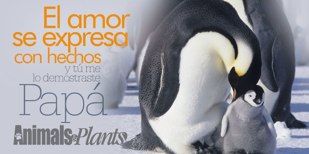 #FelizDiaDelPadre #AnimalsAndPlants goo.gl/kmmxYW