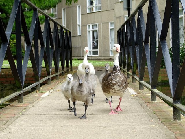 duckoftheday's tweet image. 19 Jun 2016 - weekend waterfowl