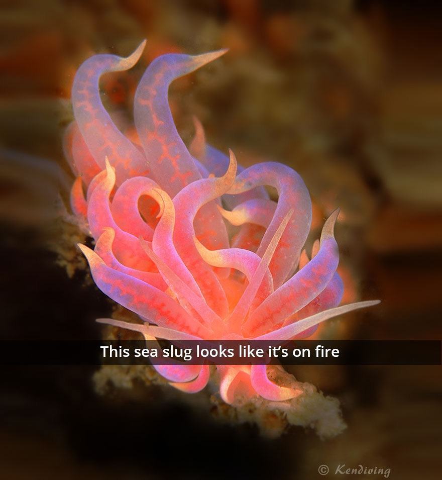 ScienceAlert's tweet photo. Sea Slug Sunday! Isn't Phyllodesmium Poindimiei beautiful?! 📷: Ken Thongpila/Flickr #seasl… https://t.co/0rPoC03YPk https://t.co/rfrn9mCBju