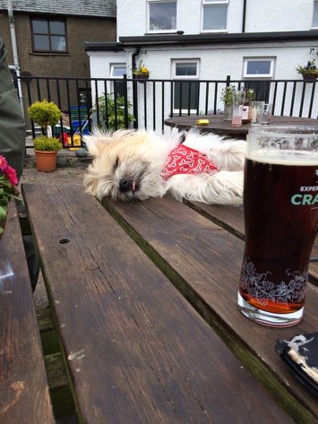 MannsStephen's tweet photo. After an afternoon at the pub, some dogs just can't hold their ale!! https://t.co/LaAqP5gBOO