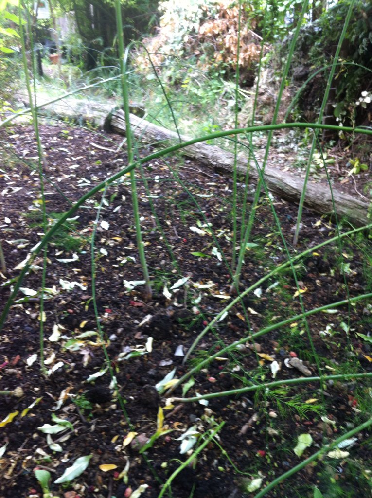 redbaronski's tweet photo. And also: "I didn't know asparagus did so well in the shade." #OGSW16 #remixedborders @OpenSquares https://t.co/aXiMErK1E3