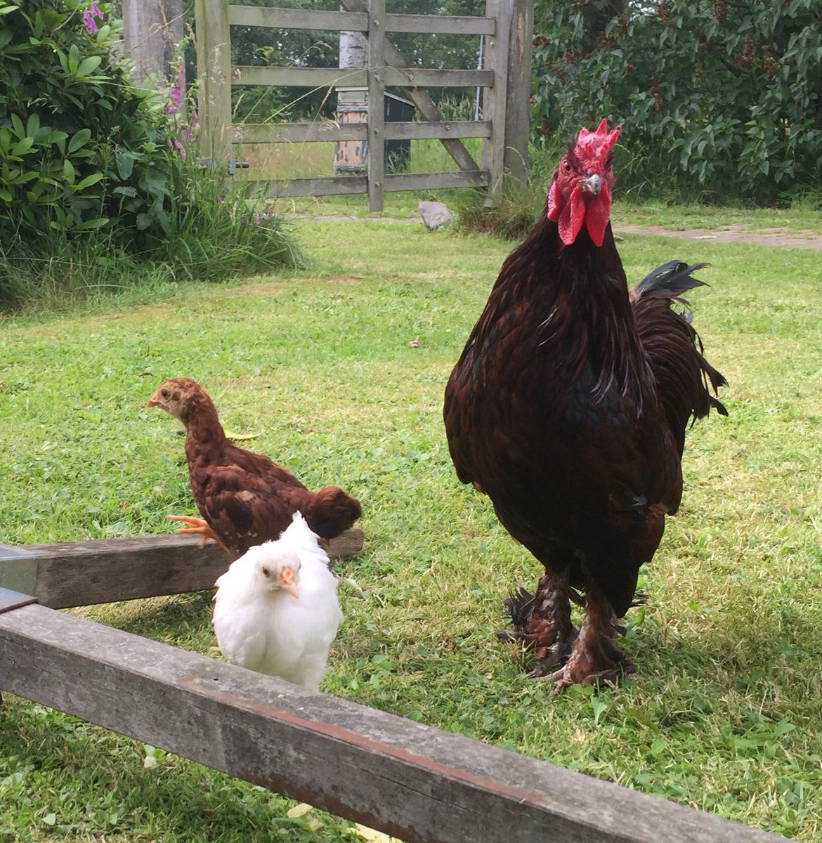 De kloek is er mooi tussenuit gegaan.... De haan ontfermt zich nu over de kuikens #vaderdag