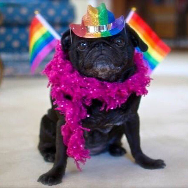 theorganicpug's tweet photo. Happy Portland Pride! 😊💜🌈☀️#happypug #pridepug #lovepug https://t.co/La75fT0XoH https://t.co/tt5YFcp89W