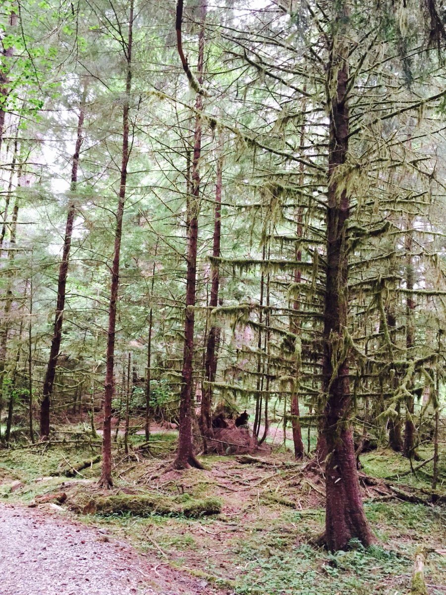 jennie_nunn's tweet photo. Golden Spruce Trail @gohaidagwaii @HelloBC #explorebc #gwaiihaanas @Haida_House #enchantedforests #regdavidson https://t.co/YNUM6xxddB