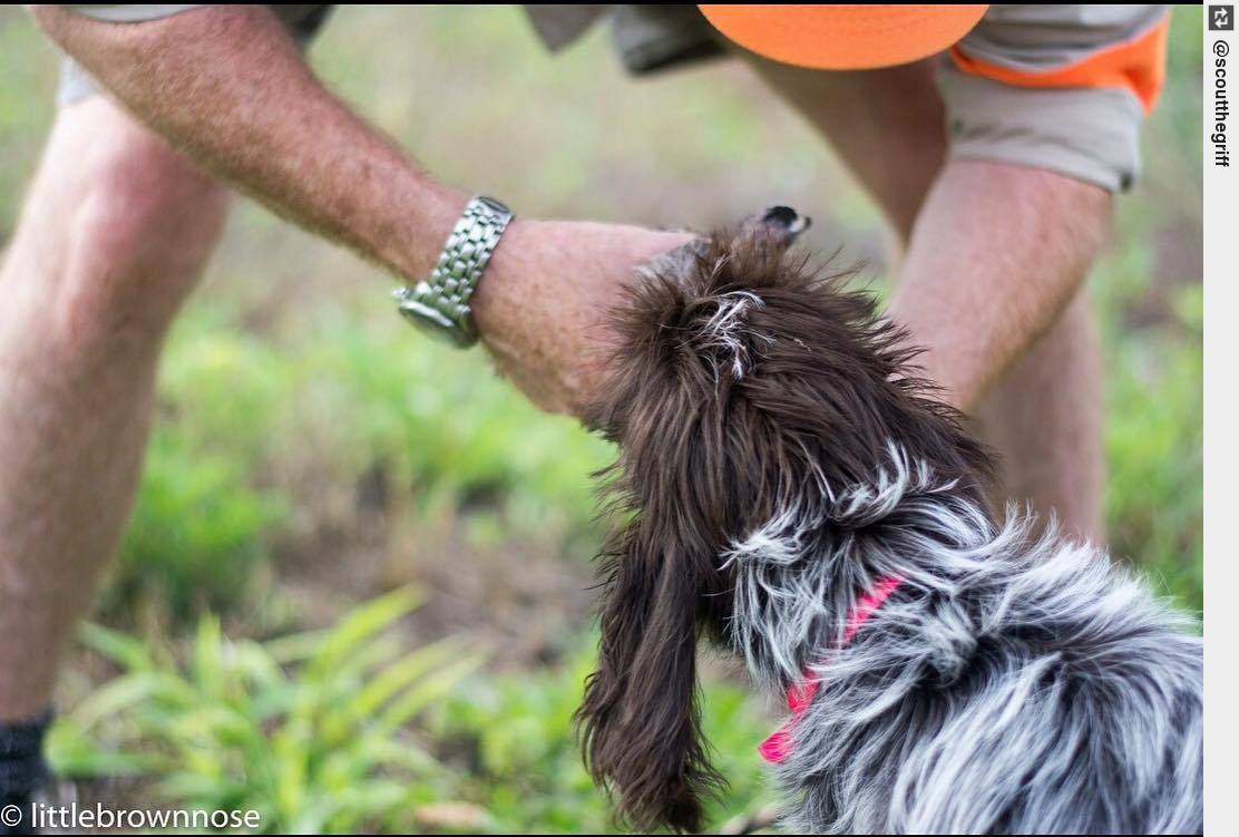 IngloriousDogs's tweet photo. I love my dad for teaching me about da birds 🐾🐶❤️ #wpg #wirehairedpointinggriffon #wirehairedpointinggriffons https://t.co/FAk7SfKdHh