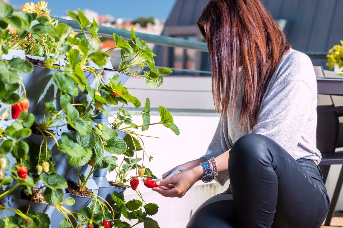 Aardbeien kweken in de stad op je balkon of dakterras? Doe het verticaal met #Minigarden #UrbanGreenRevolution