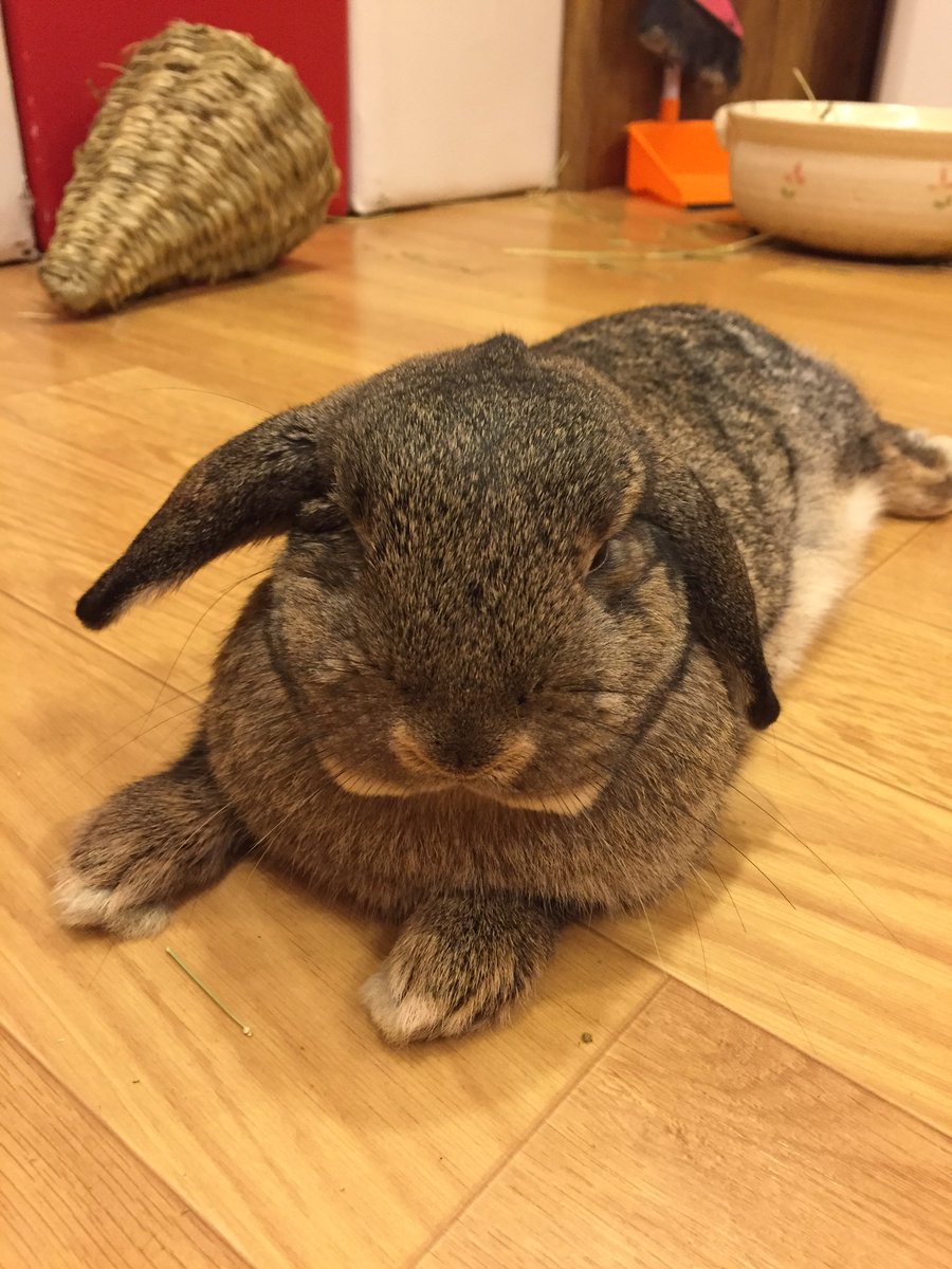 うさぎカフェ もふれる 両耳たれたり 両耳立ったり でもべるはやっぱり片耳立って片耳たれてるスタイルが1番可愛いです T Co 6lplwspwgf うさぎ 動物カフェ 田村