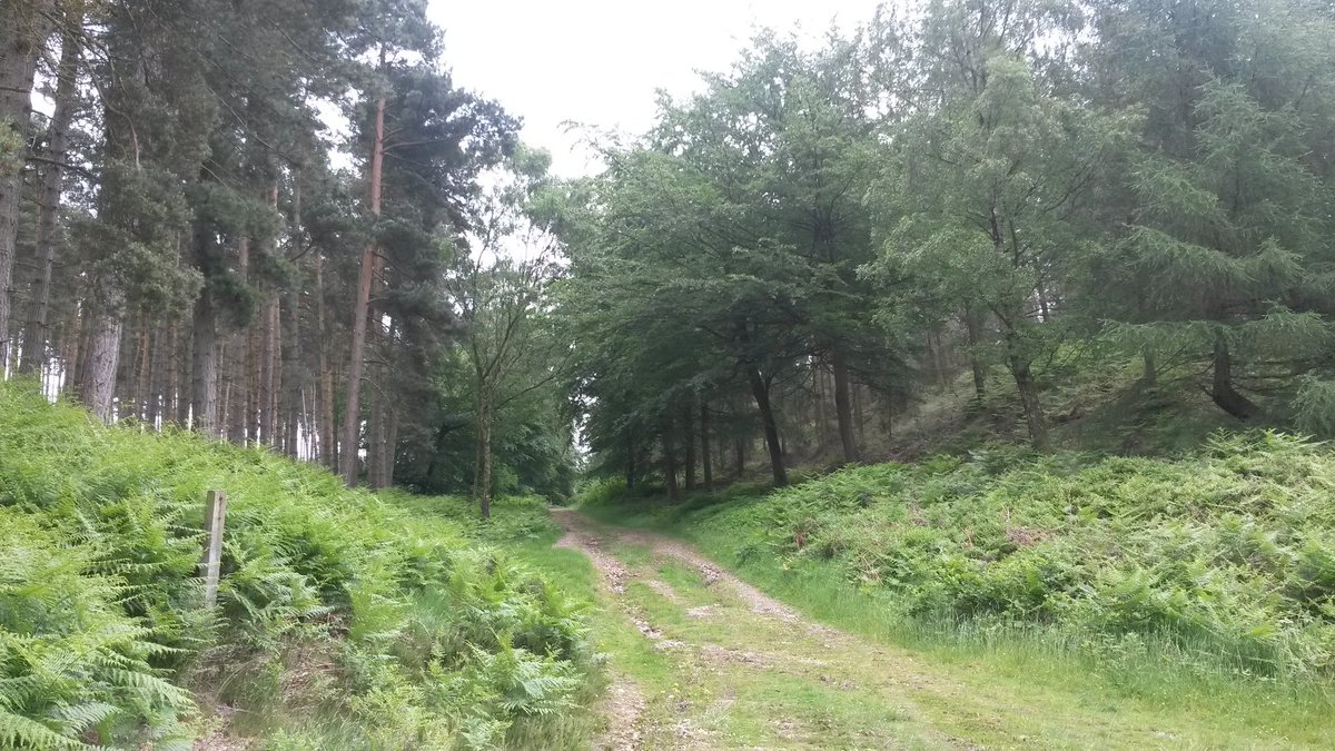 TheViperSeries's tweet photo. Nice recce today at Cannock Chase AONB. @53Marathons @Maratrailsuk #trails #running https://t.co/729zrIbPFQ
