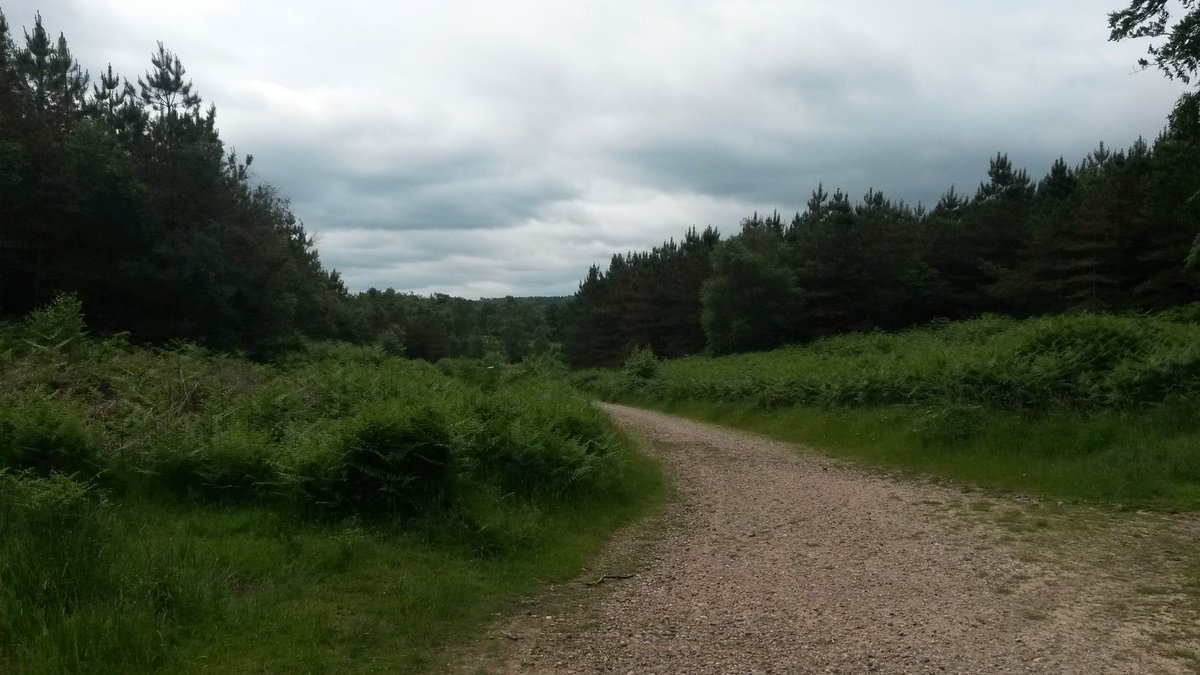 TheViperSeries's tweet photo. Nice recce today at Cannock Chase AONB. @53Marathons @Maratrailsuk #trails #running https://t.co/729zrIbPFQ