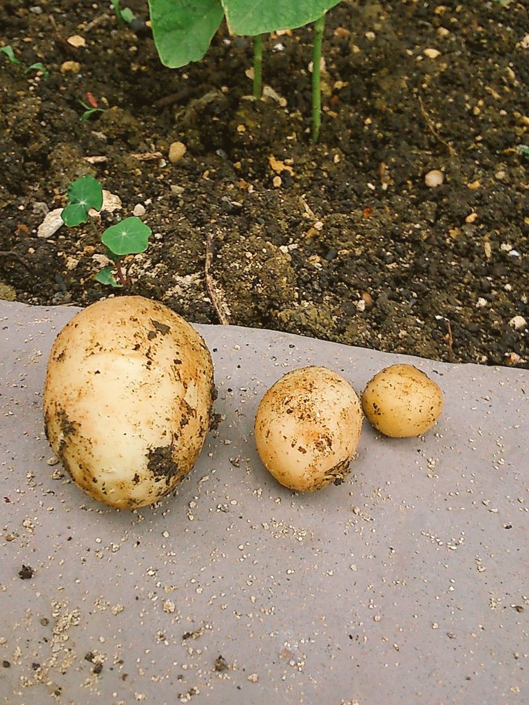 BobaMixUK's tweet image. Harvested some spuds from the parent's #garden , any one got a #recipe that needs 1/2 a potatoe?