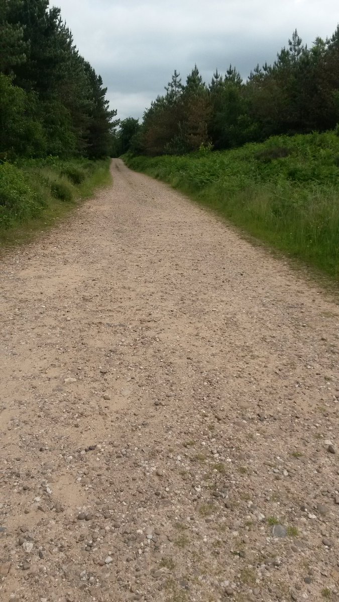 Nice recce today at Cannock Chase AONB. <a href="/53Marathons/">Amyhughes.53</a> <a href="/Maratrailsuk/">Marathon Trails UK</a> #trails #running