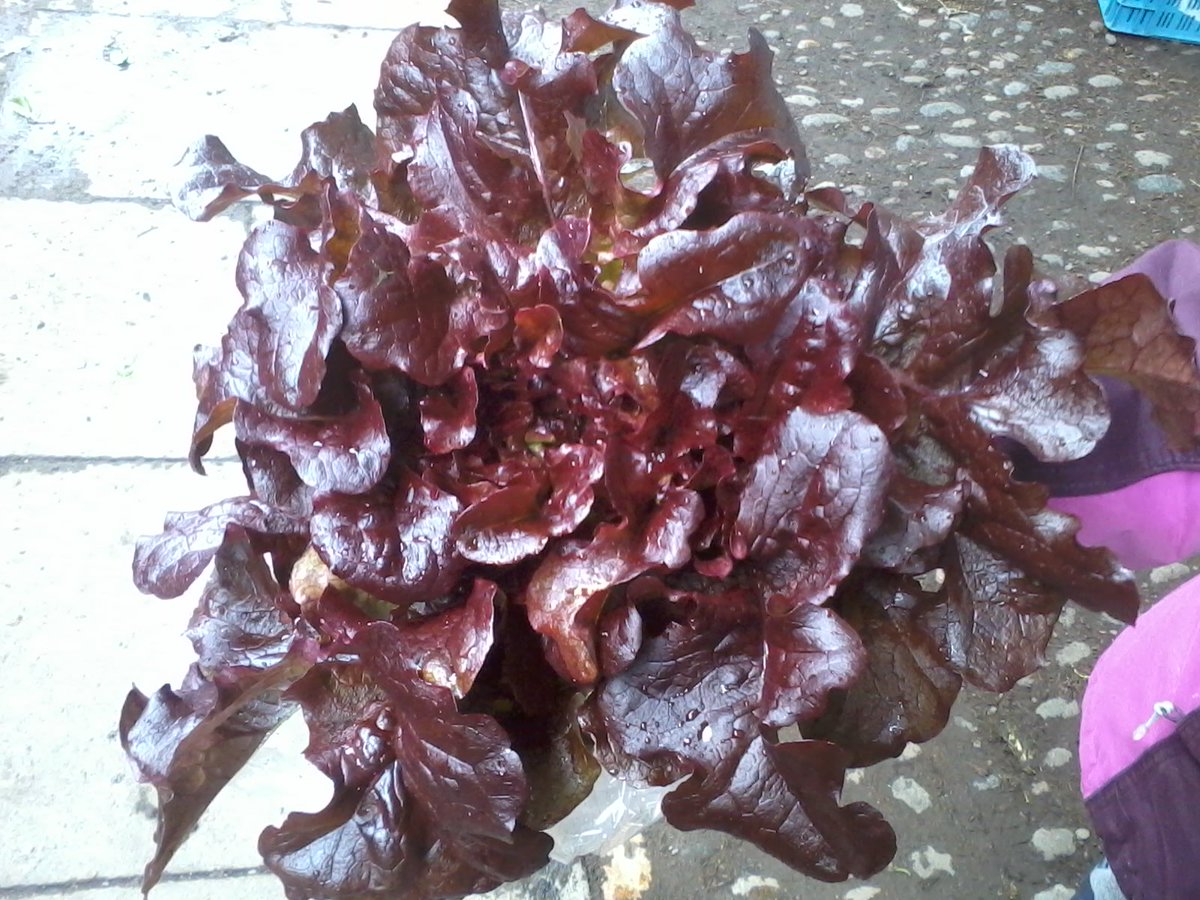 earthyfoods's tweet photo. Some great salad heading our way this week from @PhantassieFarm #Local #Organic #Scottish https://t.co/bqrufaJQJo