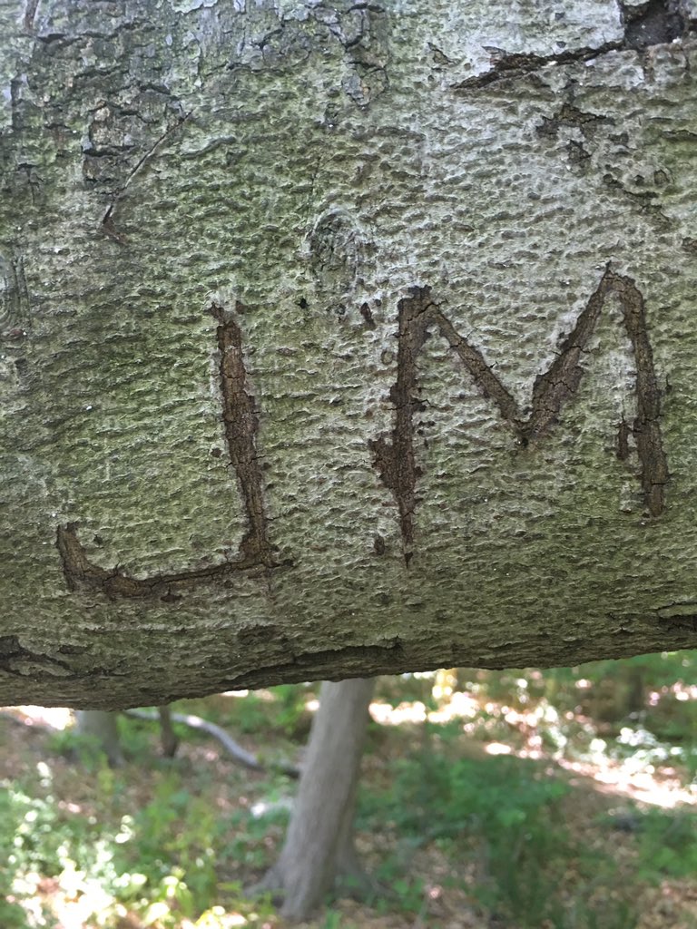 melbcon's tweet photo. @JohnMayer is this you on this tree at the lake? https://t.co/YOaPrnGK6u