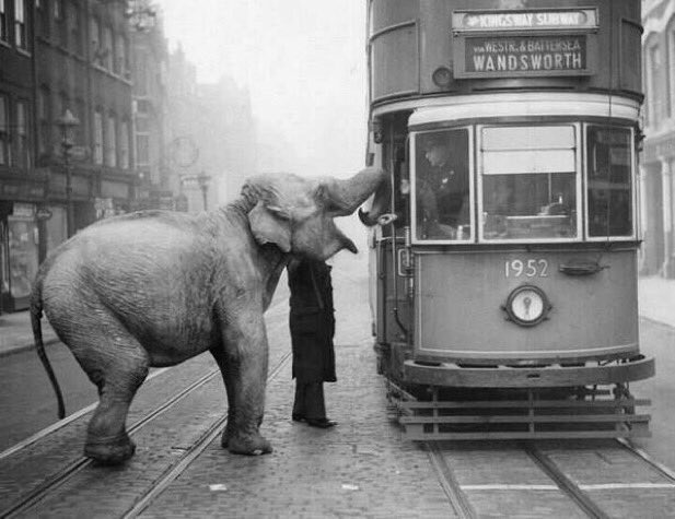 The Kray Twins began their reign of terror by using a stolen elephant to extort protection from trams, 1960.
