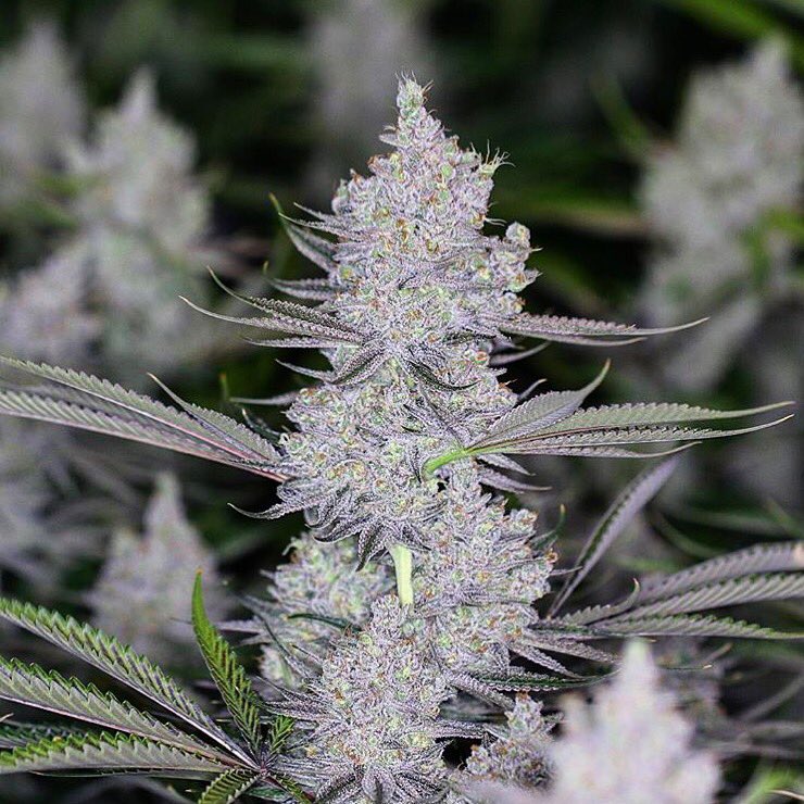 BPGtweet's tweet photo. Snow Buffalo from Fig Farms! Sativa dominant. Day 54. Lineage: White Buffalo x Snow Leopard 😋 https://t.co/OmERnhqw0S