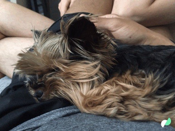 JosephABarbour's tweet photo. Sleepy baby 🐾🐶 https://t.co/DTzFCiDEYo https://t.co/I7WBRtSq9S