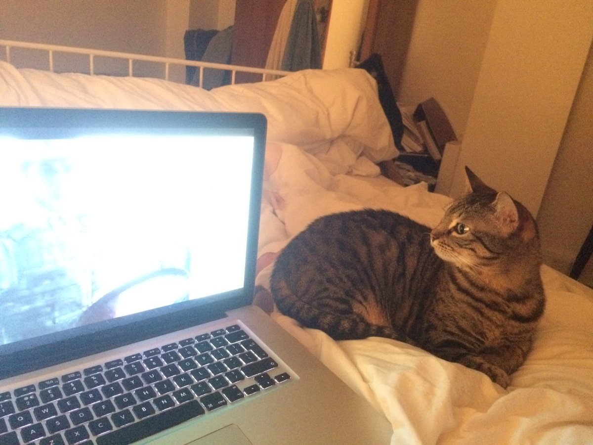 PeterOwlett's tweet image. In addition to being better than PagerDuty, kitty is also a fan of #thehundred #pydata