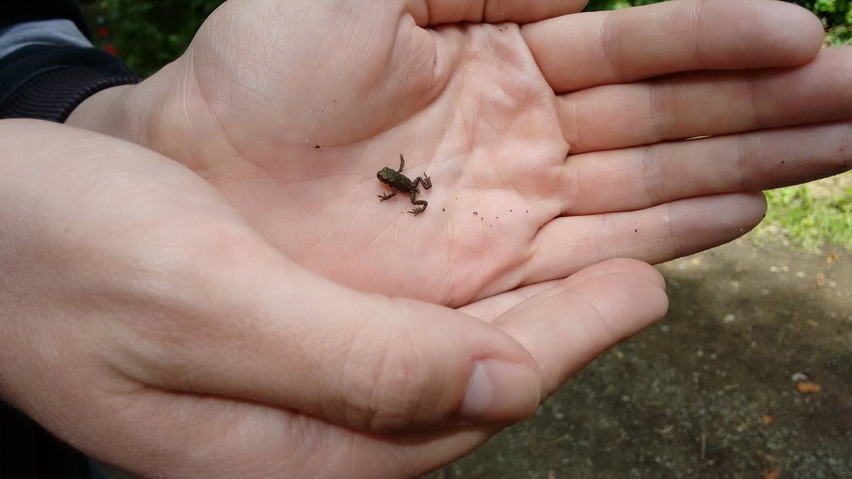 Kathy_HN's tweet image. Ich muss euch was zeigen!!! #frogcontent &amp;lt;3 :-)