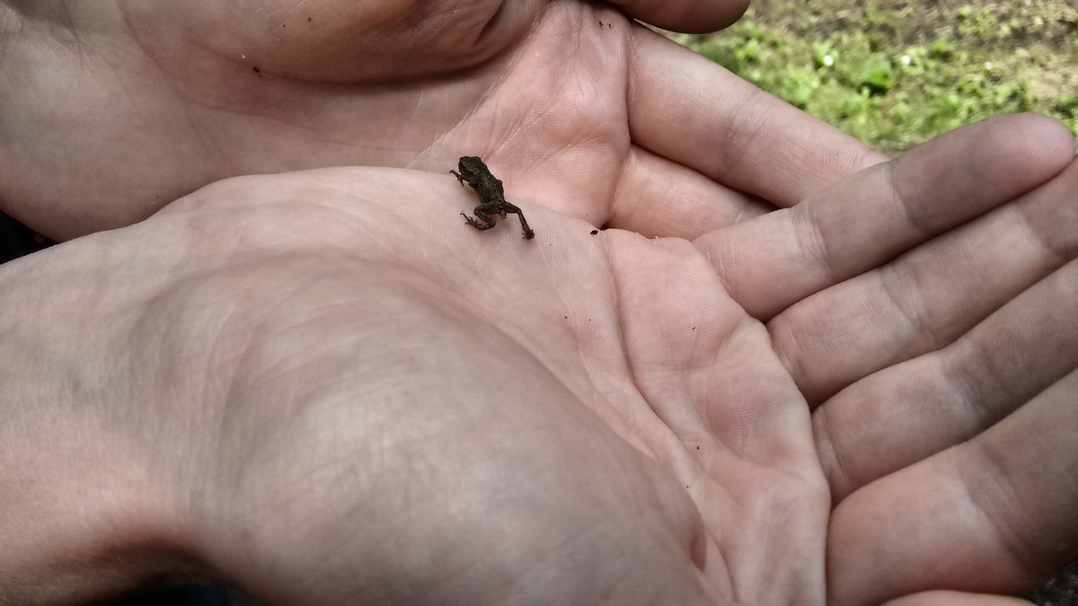Kathy_HN's tweet image. Ich muss euch was zeigen!!! #frogcontent &amp;lt;3 :-)