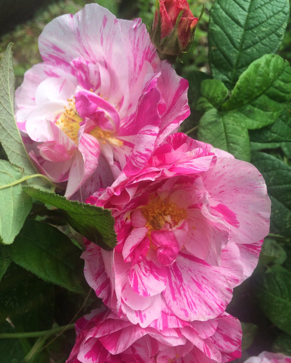 EastburyManor's tweet photo. Raspberry ripple roses 🍦🍧#ogsw16 @NTEssex @lbbdcouncil #summer #heritage #outdoors https://t.co/SVLGxzOdJp
