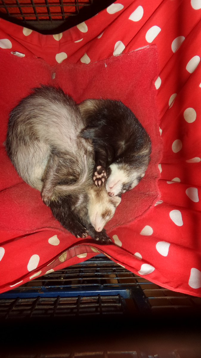 FerretJelly's tweet photo. Ferrets are worn out. Thank you and Good Night https://t.co/4pQZmgNkGY