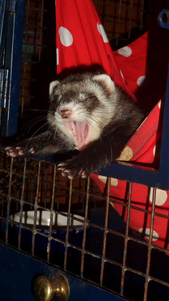 FerretJelly's tweet photo. YAWN everyone enjoying a lazy Sunday? https://t.co/pBjzj35XqG