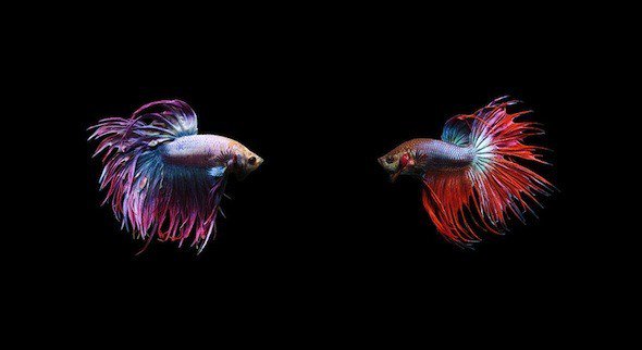 cpascalar's tweet image. Admire someone else's beauty without questioning your own...