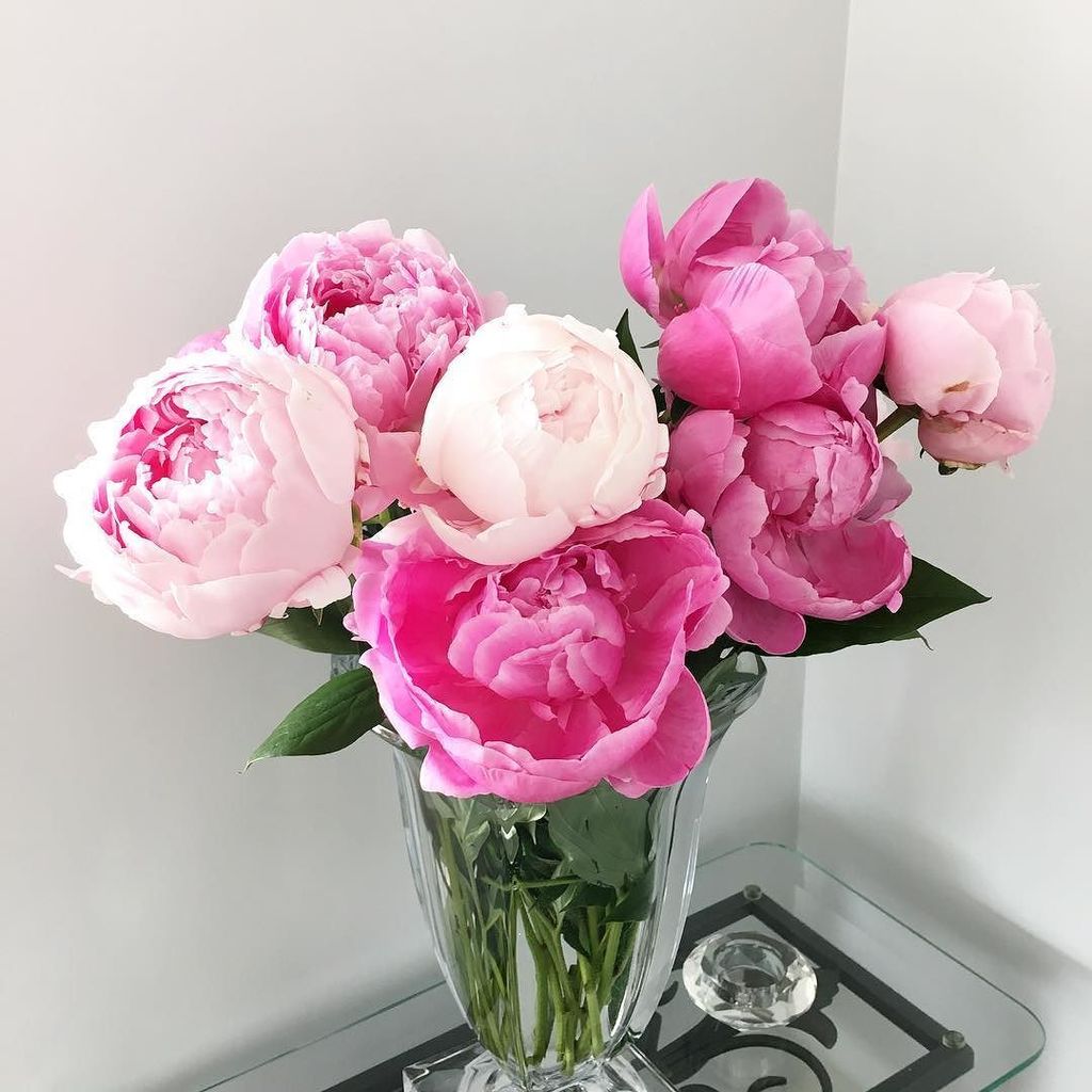 NarminaOfficial's tweet photo. My beautiful peonies 🌸 #peony #peonies #peonybouquet #flowers #fashion #narmina #etsyshop … https://t.co/QUi3Qiyei4 https://t.co/Ngg009N1xY