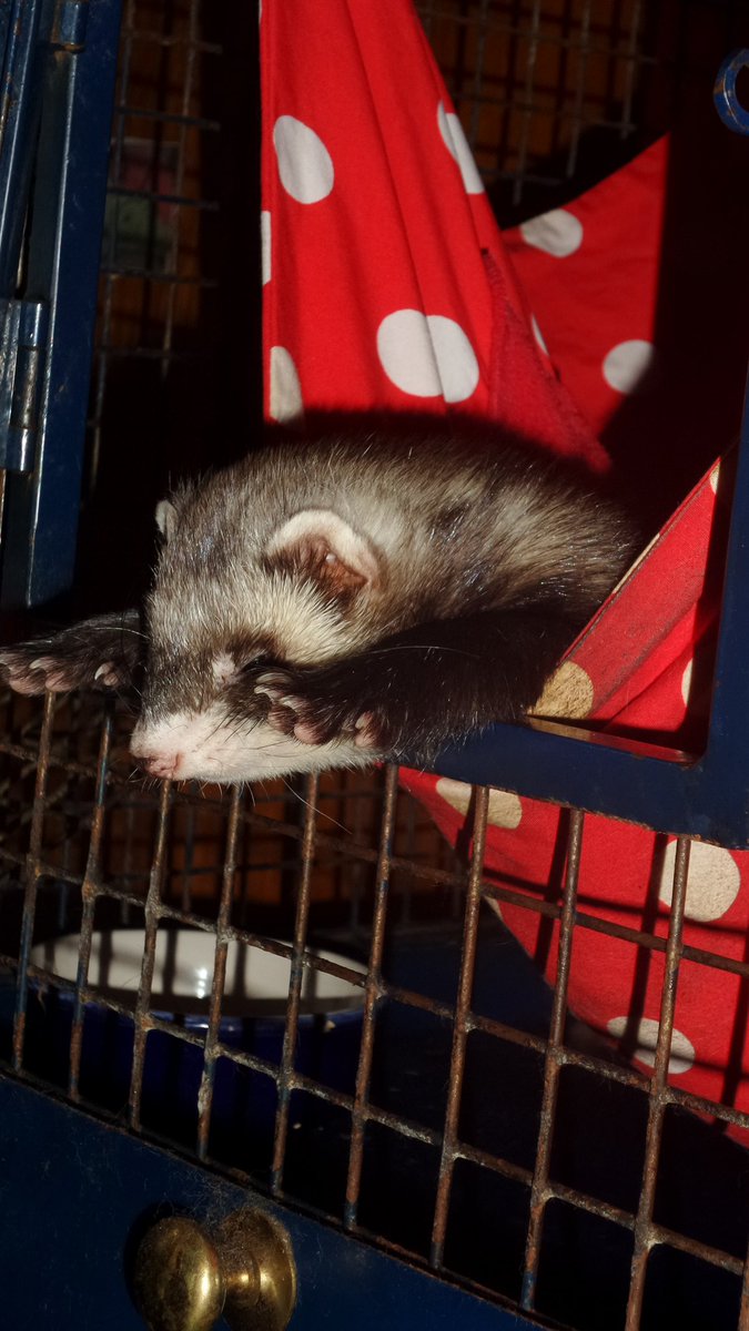 FerretJelly's tweet photo. "This is as close as I'm getting to getting up" https://t.co/EJLeHQZVn8