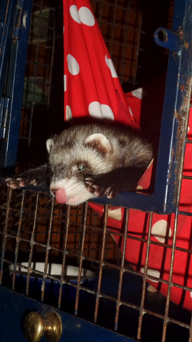 FerretJelly's tweet photo. "This is as close as I'm getting to getting up" https://t.co/EJLeHQZVn8