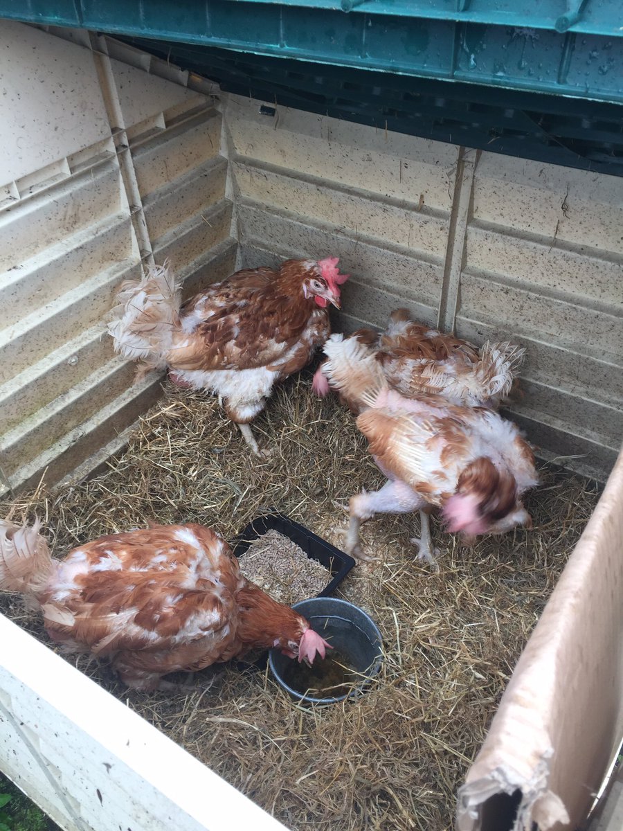 EviesKitchen's tweet photo. Meet Chelsea, Katie, Callie &amp; Rosie. My new hens. Rescued by @BHWTOfficial. 🐓🐓🐓🐓 https://t.co/fpbqGfpkaK