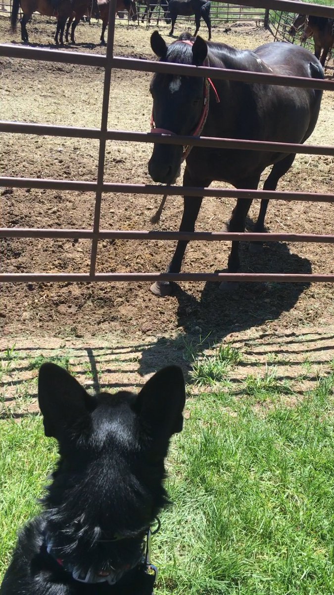 sd_benson's tweet photo. I got to meet a horse today. Not sure what to think about them. #ServiceDogAdventures https://t.co/iCePHOY9C2