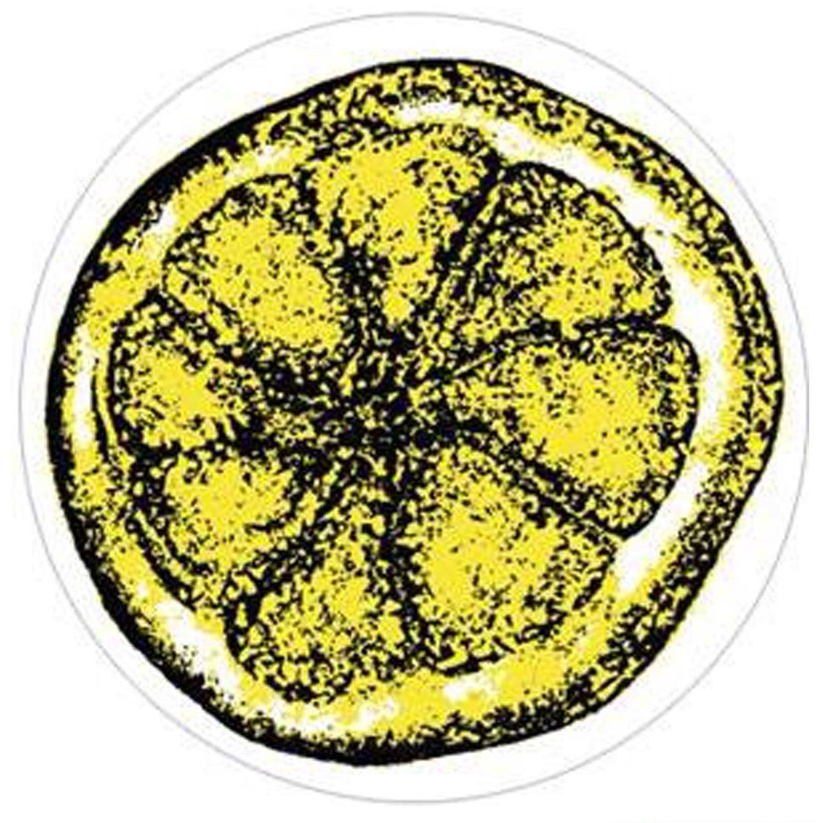The_Sound_House's tweet photo. The Soundhouse &amp; @wakeuppromotion bring @TotalStoneRoses back on Saturday 18th March!
https://t.co/2yIfmrCMED https://t.co/NXhdSATdvN