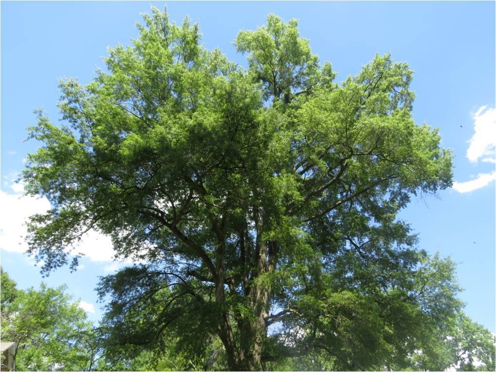 GuyMeilleur's tweet photo. Managing Mature Willow Oaks in Burlington, NC https://t.co/1esCVdxMxv https://t.co/KwiUZvY0re