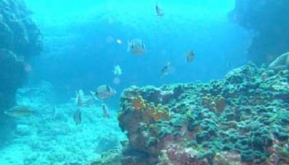 Discover the underwater beauty of the Istrian peninsula #VisitIstria #Istra #Croatia #AdriaticSea #DivingIstria