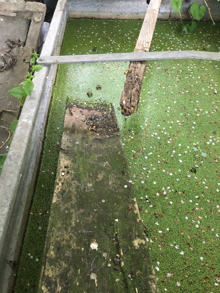jcniala's tweet photo. 12: a frog or two...but stay quiet or they jump back in. #OGSW16 #remixedborders @poetryschool @OpenSquares https://t.co/LsPBQhhYWY