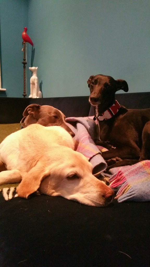 SuperWhippets's tweet photo. Houndies please rally to support #VoteRemain https://t.co/r0fNyIWvKD