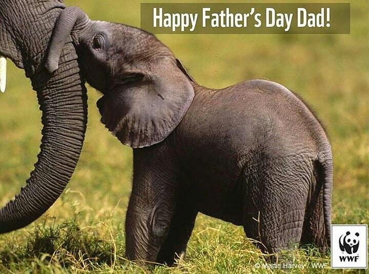 #happyfathersday friends!