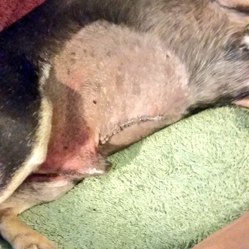 jgscroggins's tweet photo. #Stapes where our fur-baby had surgery from being shot close range #likefamily #PrayForSamson https://t.co/A1Tgg0hGUQ