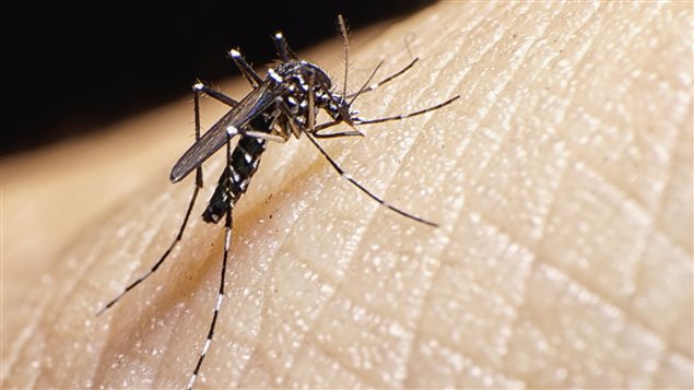 1/3 Wpg poursuivra sa campagne de fumigation au malathion contre les moustiques dans 10 quartiers ce soir #rcmb