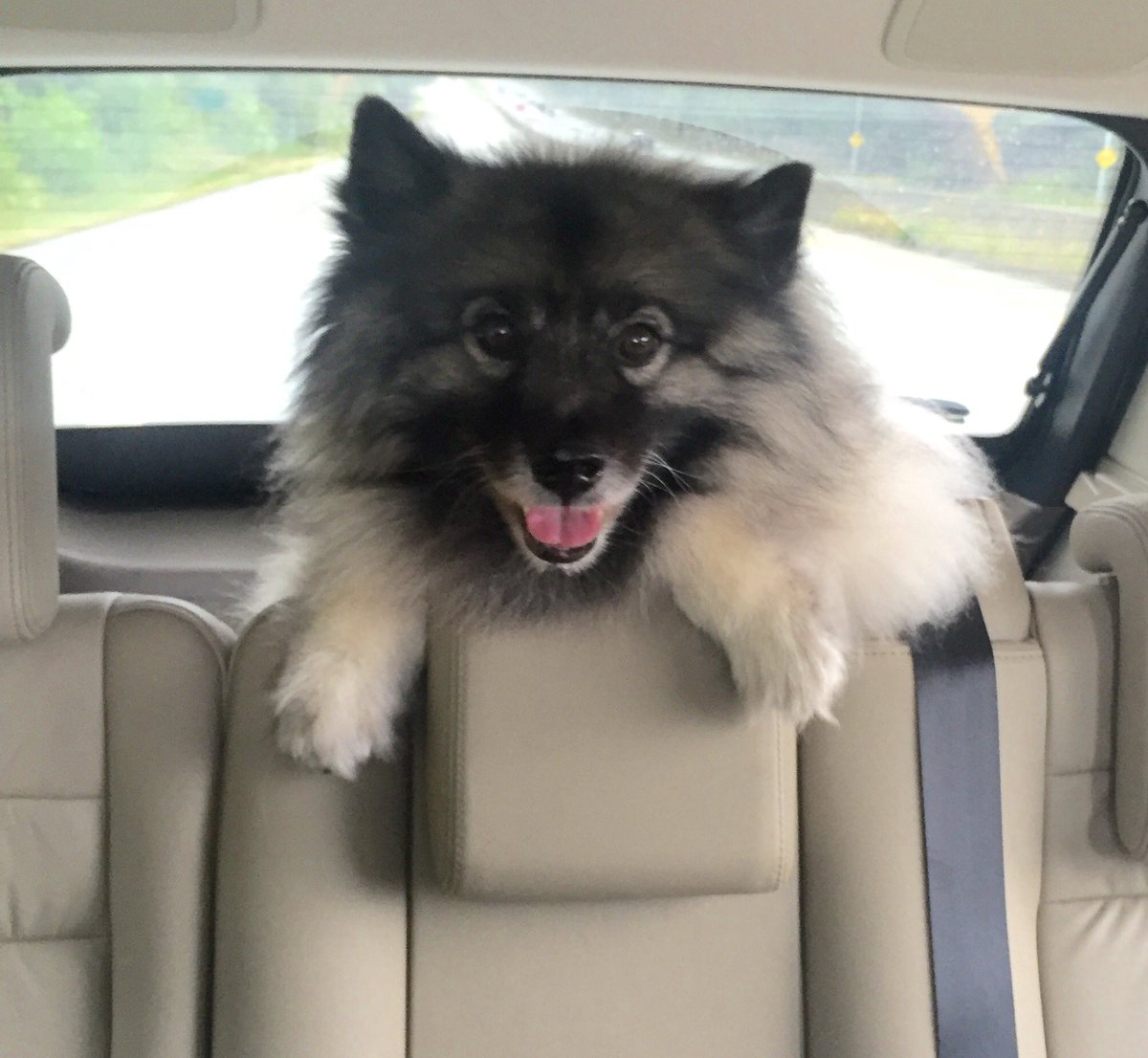 TripStyler's tweet photo. Road trip to @GoWhistler with @mrnachoking (in all his fluffy glory!). See you soon @FSWhistler https://t.co/jkRUNnJNKw