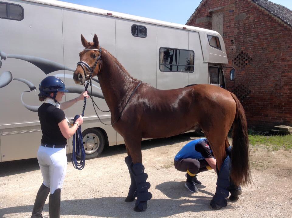 CalmLeisure's tweet photo. @EquineHour @JessicaDunn21  wearing shirtsleeve top for competition https://t.co/0EPId6kLPo