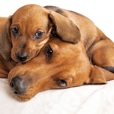 SouthBarkSD's tweet photo. Happy Father's Day! #SouthParkSD #SpreadTheBlueberryLove #SouthBarkDogWash #BlueberryFacial #fathersday #dogs #dog https://t.co/KexlxsTisr