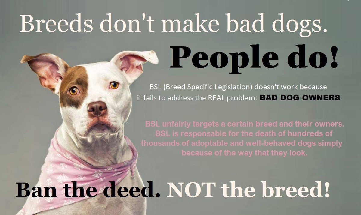 start_at_a_star's tweet photo. @Real_Liam_Payne Thousands of pitbulls are gonna b abandoned &amp; sacrificed if we dont speak up or stop this cruel ban https://t.co/0W5uIjXWU0