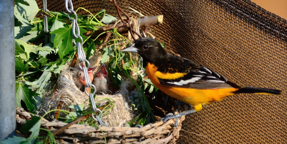 chris_mctweet's tweet image. A different kind of Father&apos;s Day in @townofajax: Relocating a Baltimore Oriole nest!   bit.ly/1UJ3Uqe